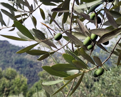Food & Wine Tours Lucca: Olive grove tour and aperitivo with a view of Lucca's hills