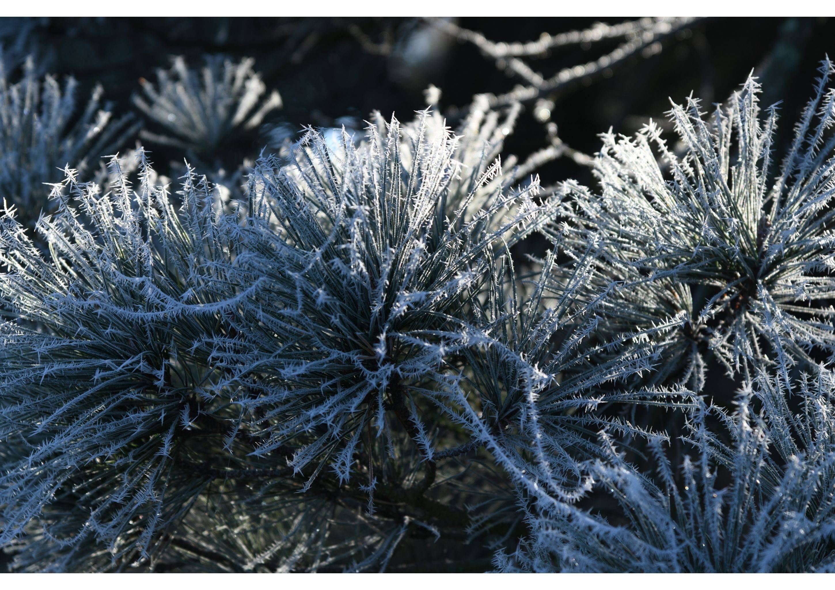 Morning Frost