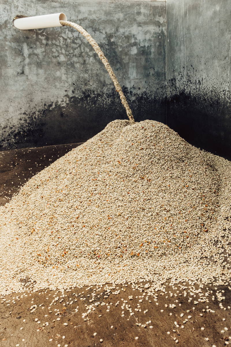 De-pulped coffee cherries leaving sieve machine