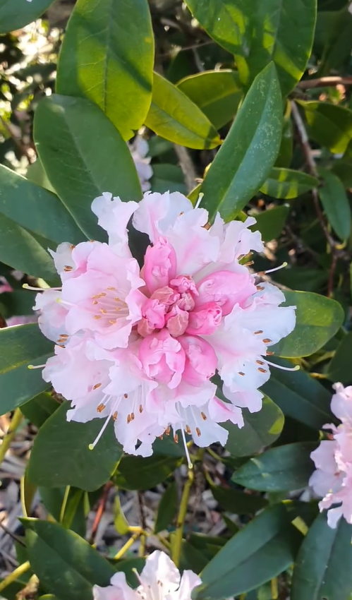 Great Pine Nursery - Image 3