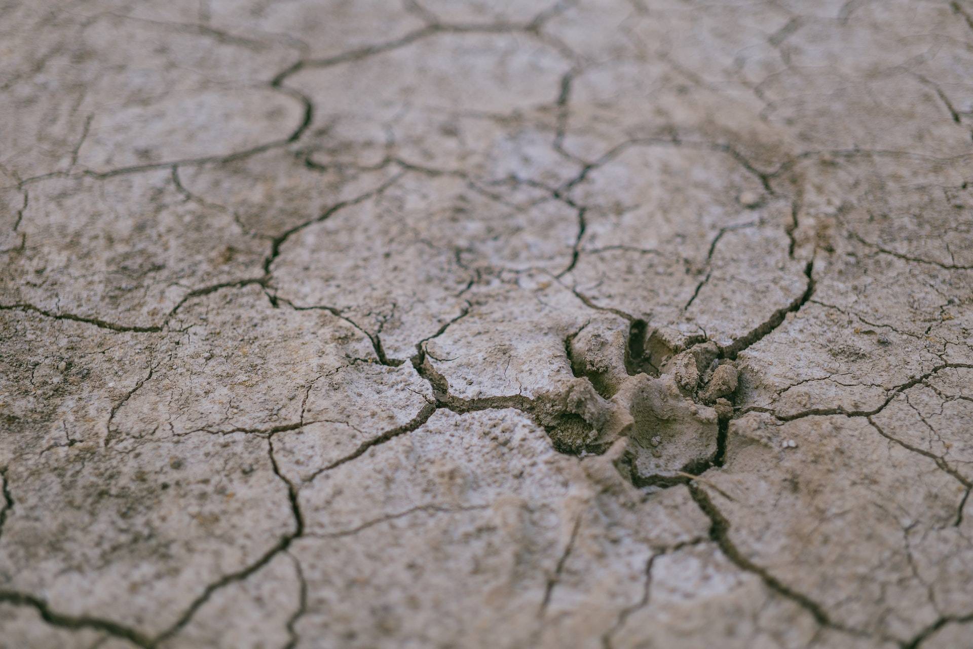 a dog paw mark on a dried up river bed