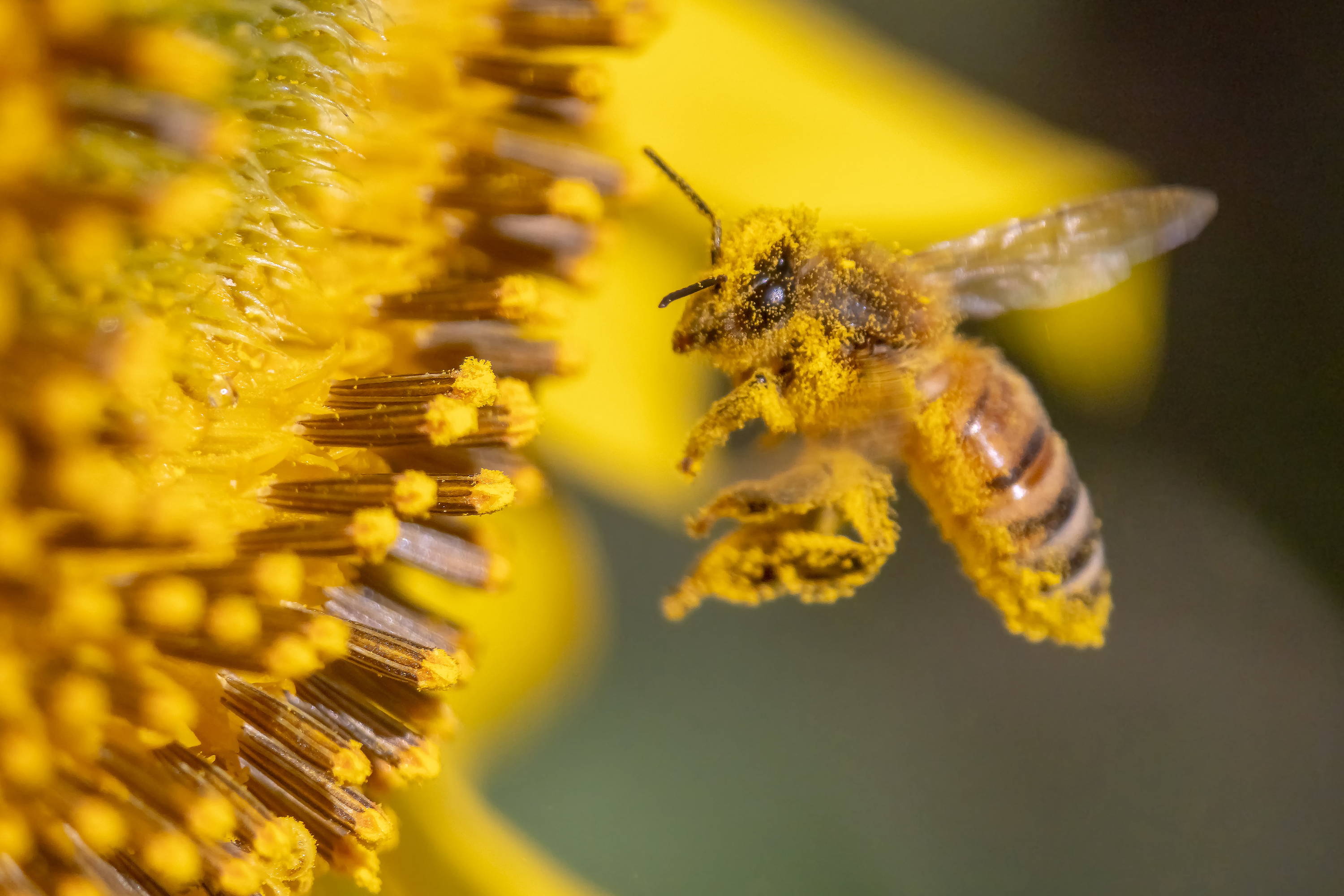 Biene voll Pollen