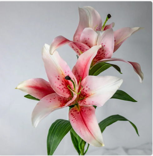Pale Pink Oriental Lily - Realistic Artificial Flowers - Image 2