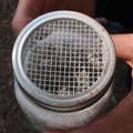 powder-sugar-method-to-count-varroa-mites-honeybee-hive
