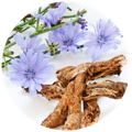 Chicary root and flower as a source of Inulin used in the best probiotics supplements singapore