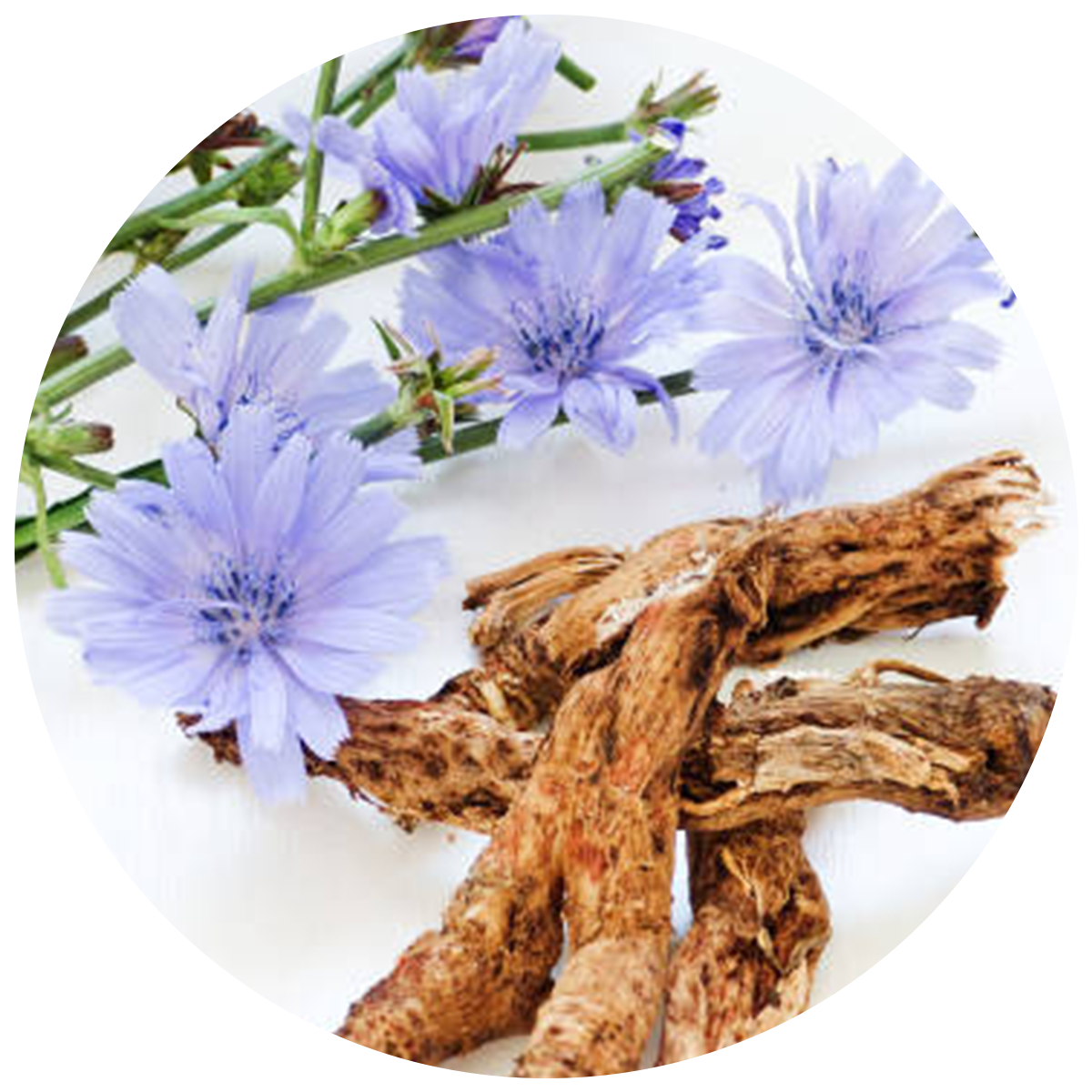 Chicary root and flower as a source of Inulin used in the best probiotics supplements singapore