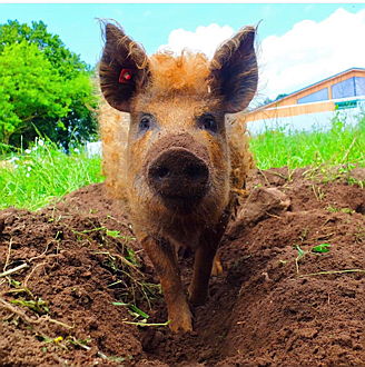  Hamburg
- Neben regionalen Tierrassen wie das Husumer Protestschwein leben auch Wollschweine auf der James Farm. © Dirk Lösmann