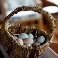 basket-variety-colorful-chicken-eggs