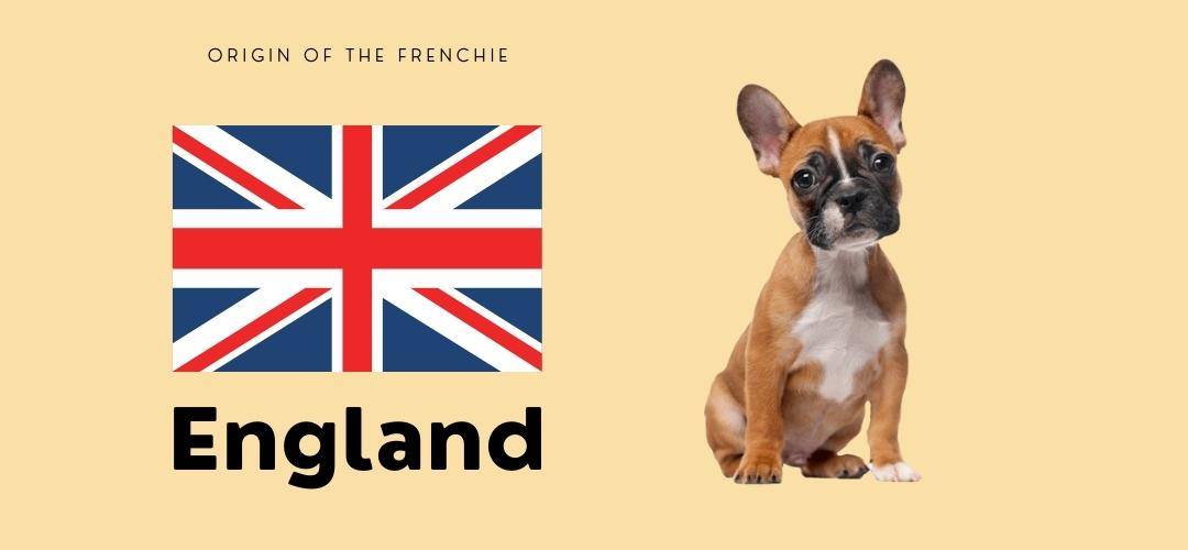 french bulldog come from