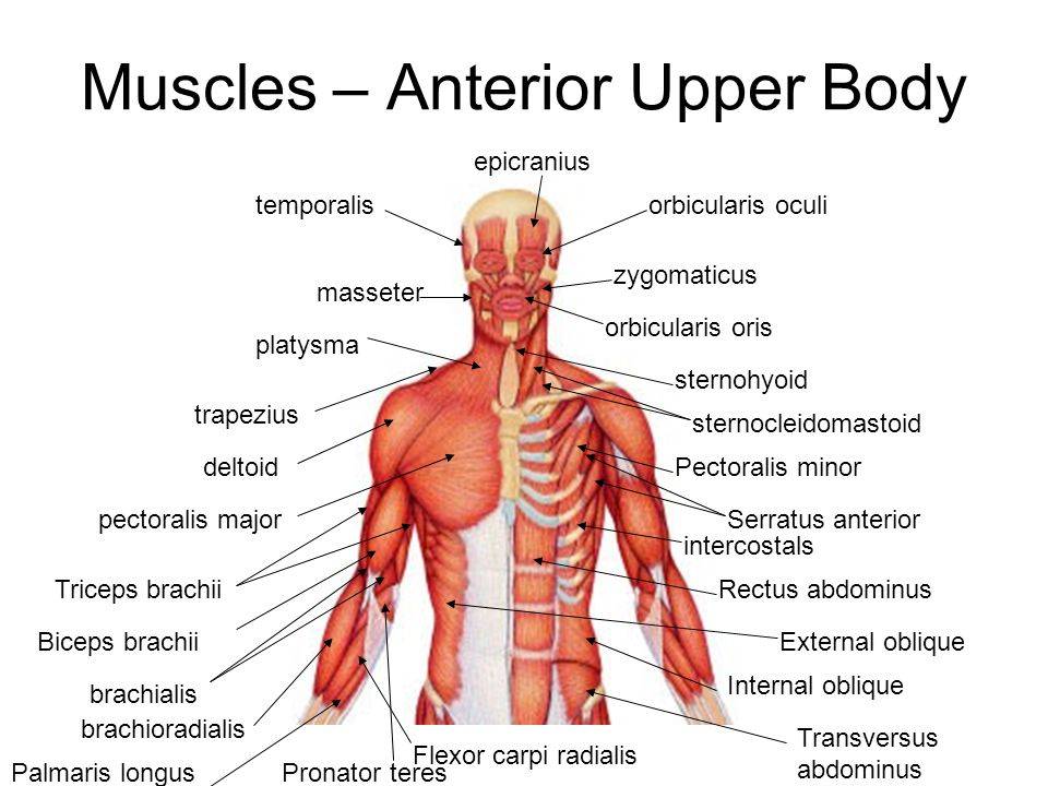 Variety Of Upper Body Muscles