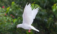 Dove