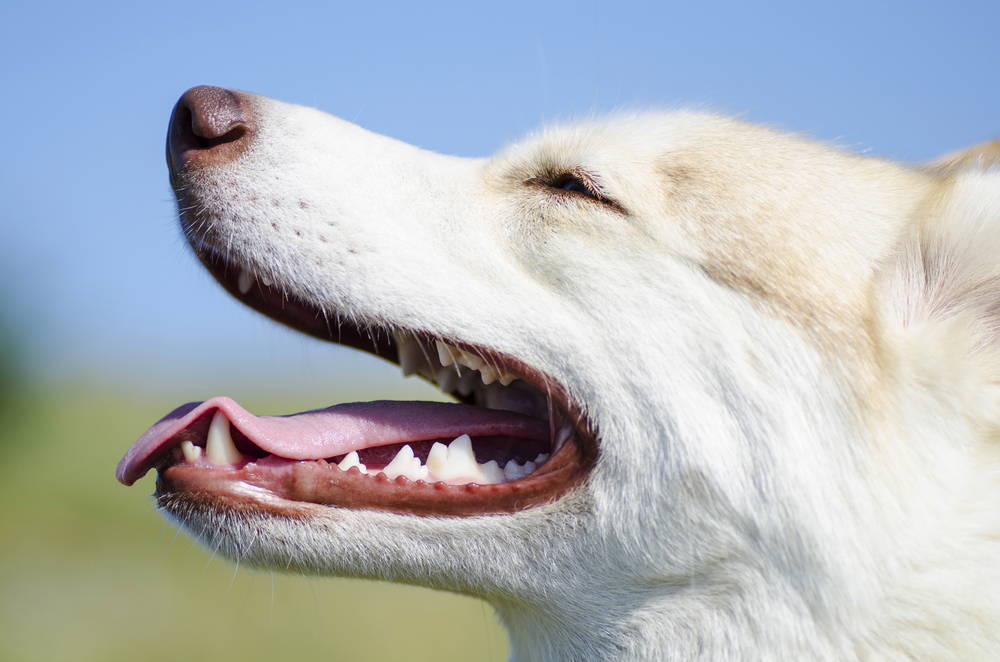 White dog smiling in the sunshine with white, healthy teeth