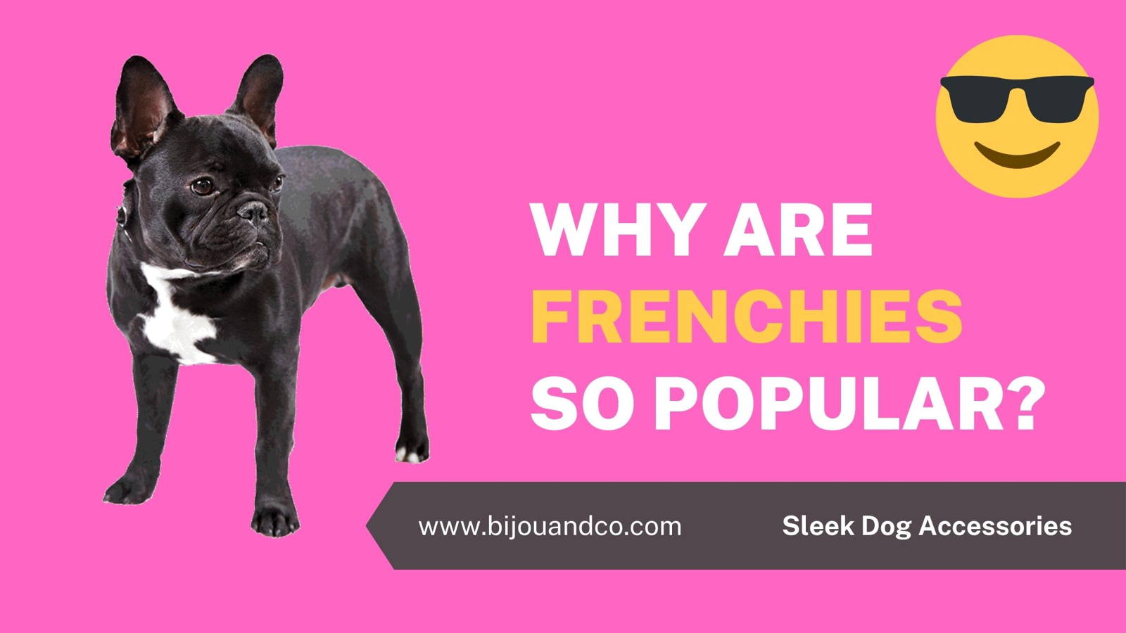 why are french bulldogs so popular