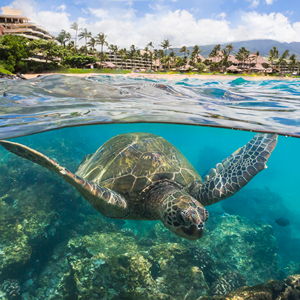Snorkeling Cruise On Our Honeymoon
