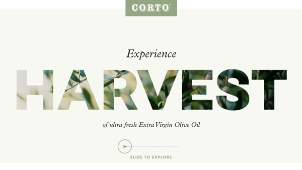 Corto Olive Oil, Fall Harvest
