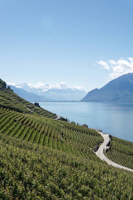Vineyard beside a lake highlighting the link between the region and grape