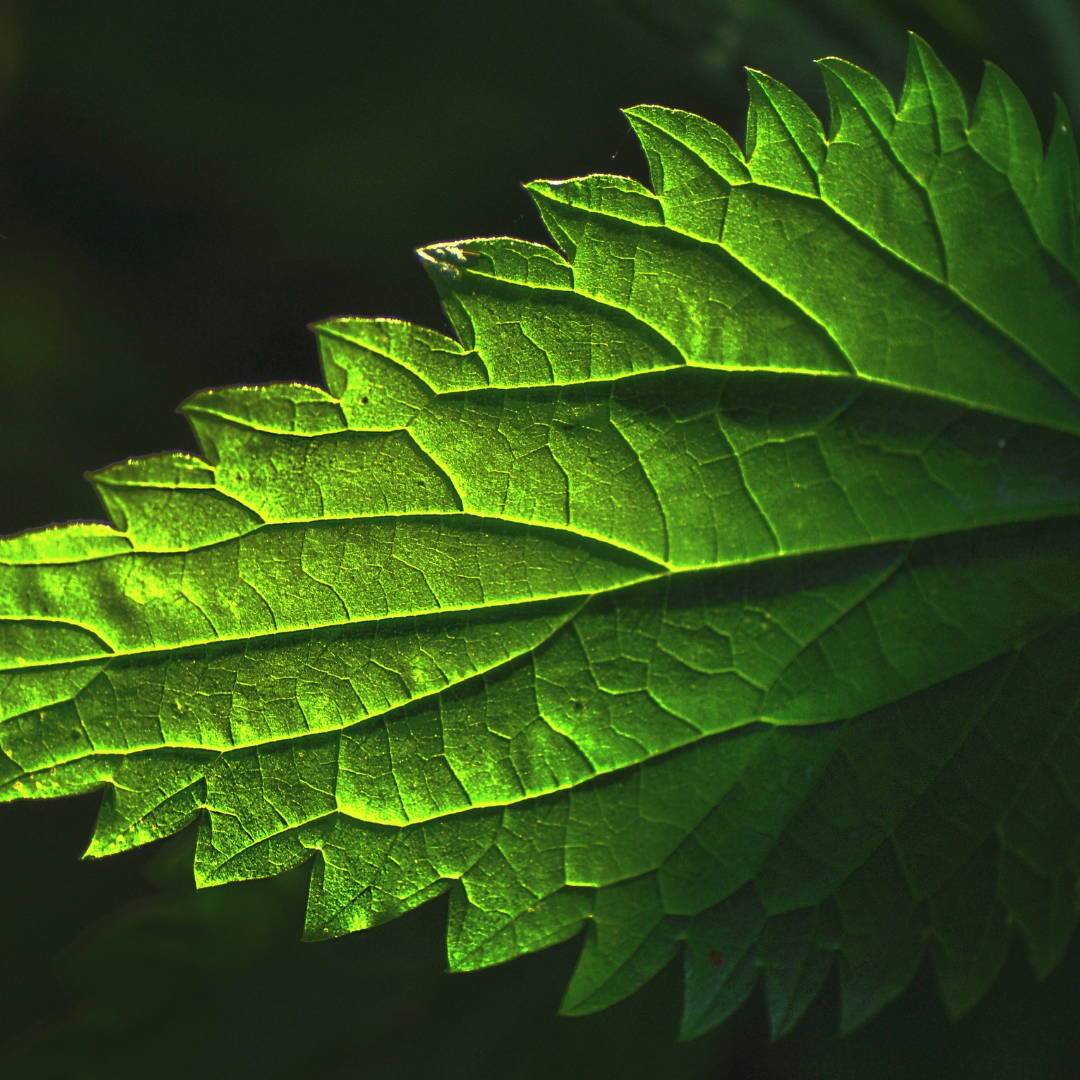 feuille de menthe poivrée