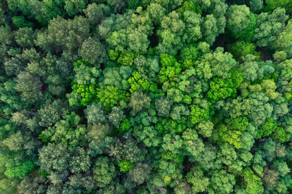 Aerial view of a dense, green forest canopy with various shades of green trees packed closely together, forming a lush and vibrant natural landscape.