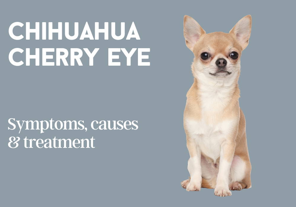 chihuahua cherry eye