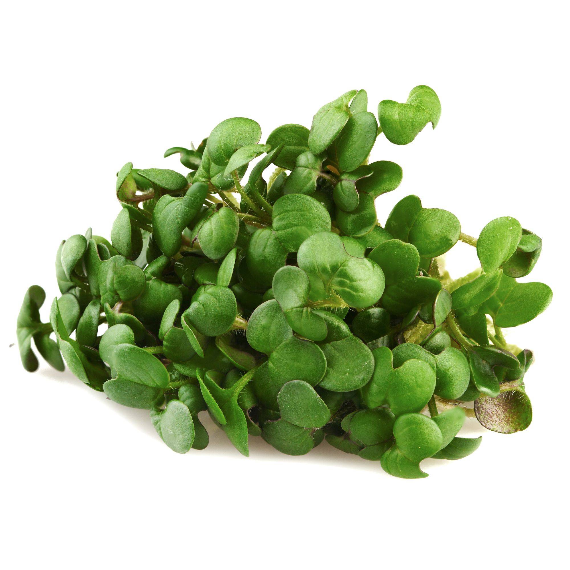 mustard seed sprouts