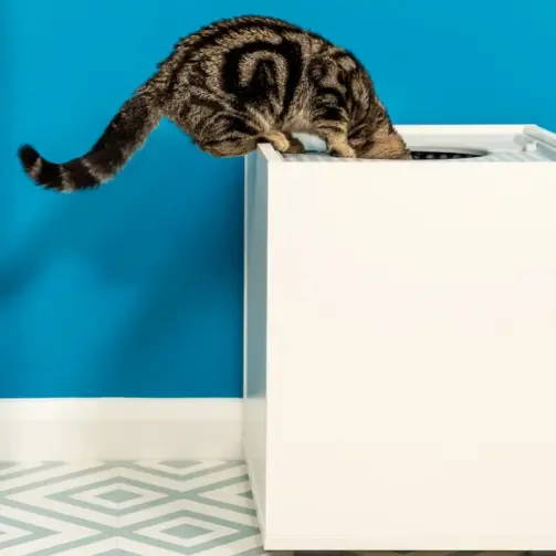 Top access cat litter box sale