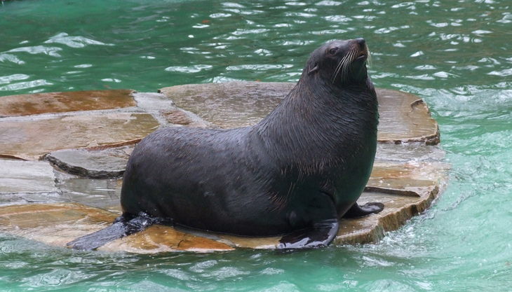 zoo dortmund südamerikansicher seebär