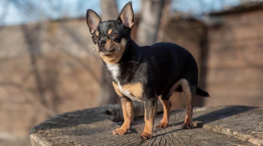 does the rat terrier grow big