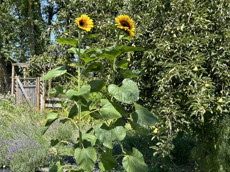 Sunflowers in the garden 