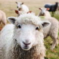 closeup of sheep face 
