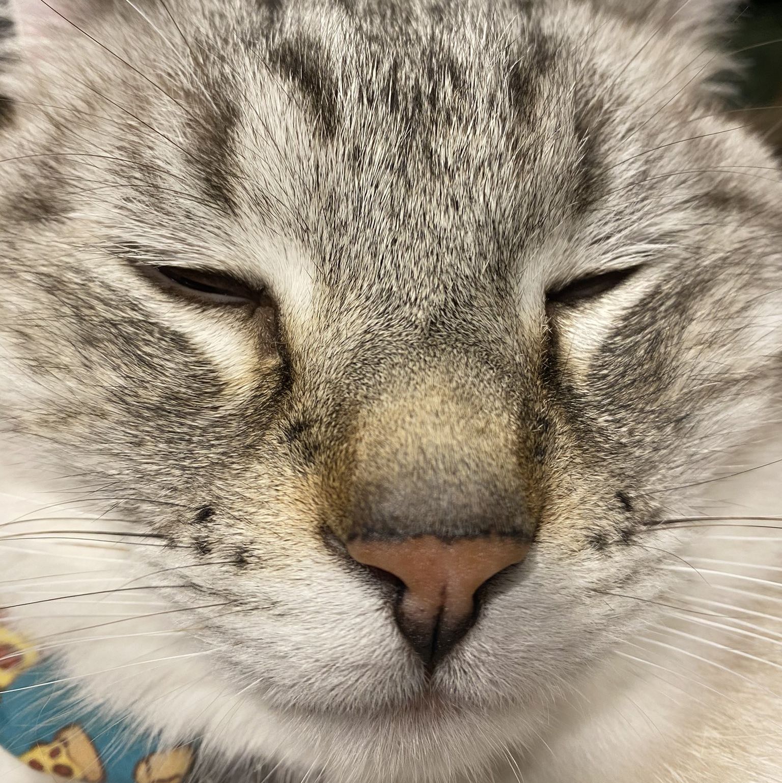 close up of cat sleeping