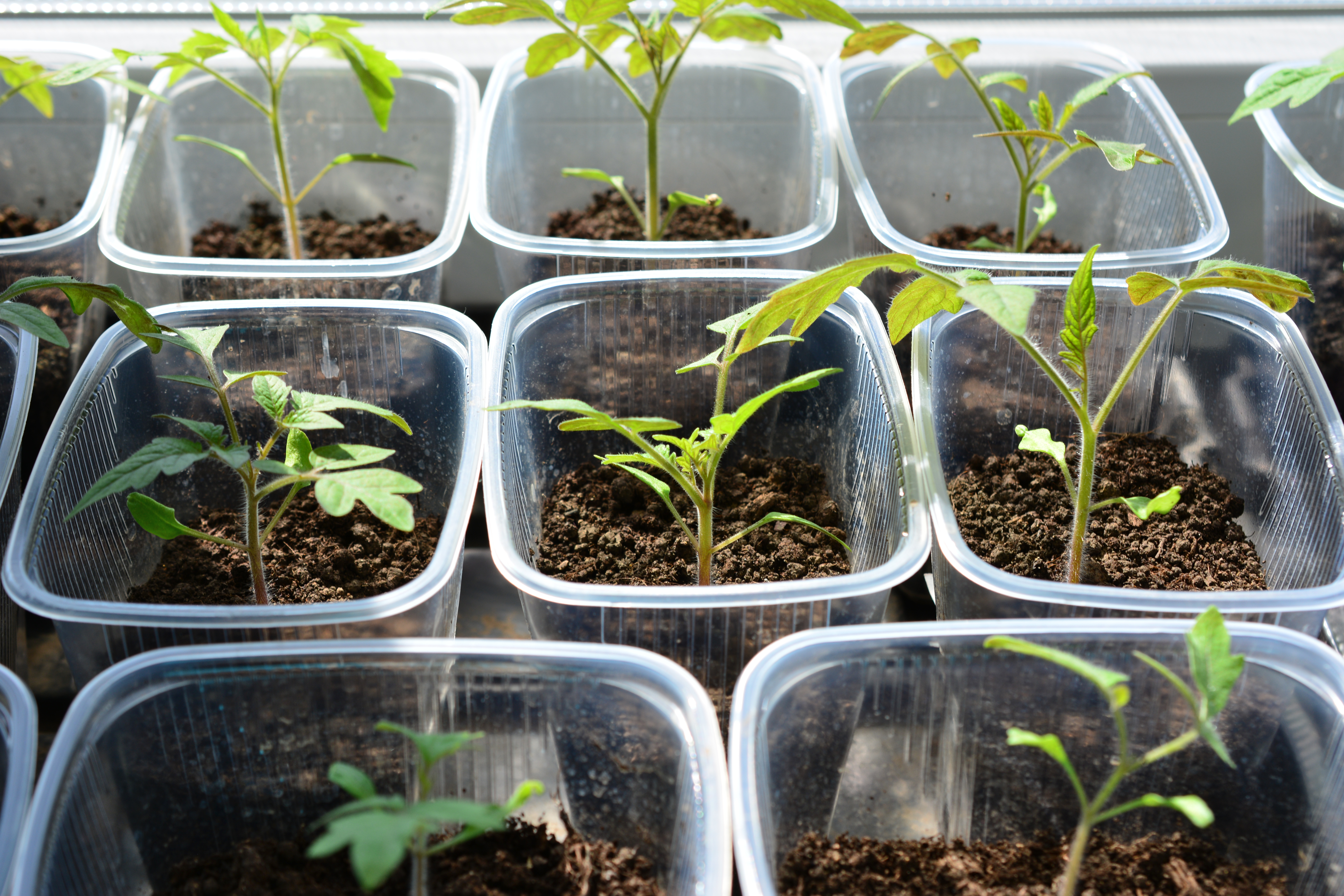 Tomato seedlings in clear plastic containers beside a sunny window