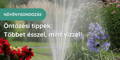 tavaszi metszés, férfi örökzöldet metsz