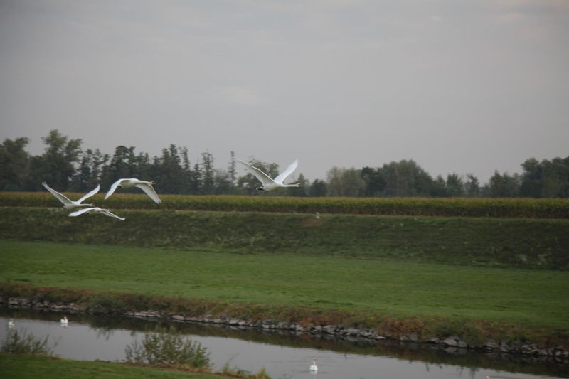 Kinzig