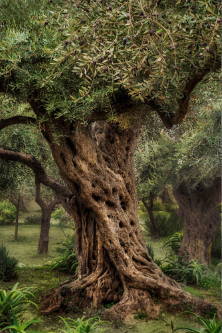 Photo of an olive tree tree in Gethsemane. 