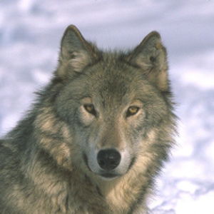 wolfsnase Avatar