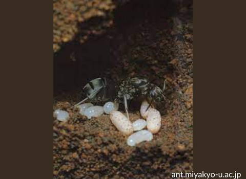 queen_ant_lays_eggs_in_a_colony