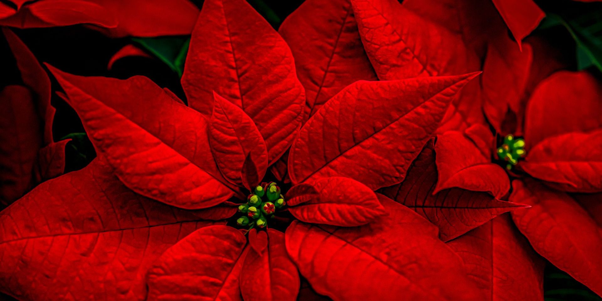Lil' Sprouts: Poinsettias promotional image