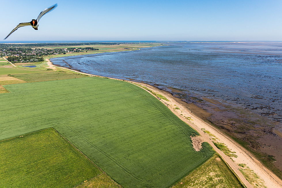  Hamburg
- Amrum mit Vogel von oben