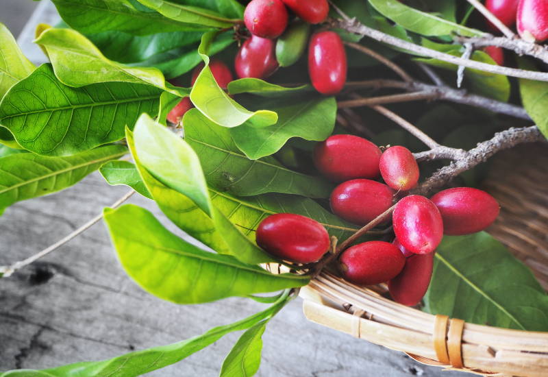 ミラクルフルーツとは