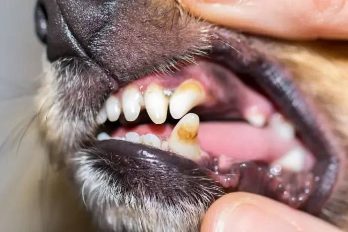 average lifespan for chihuahua