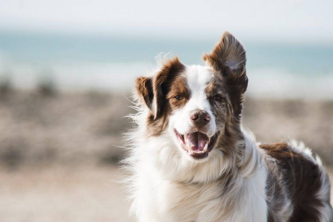 Australian Shepherd dog