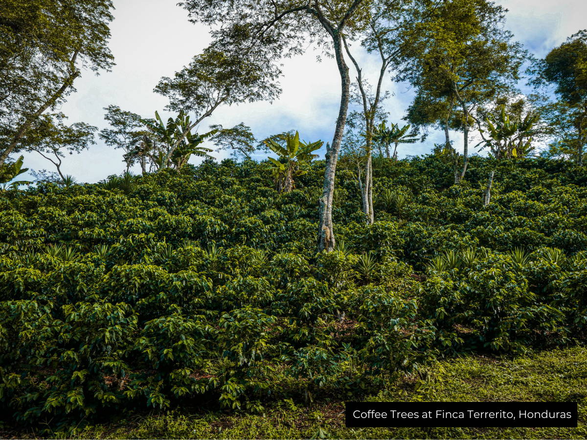 Row of Coffee Trees and Picture of Freshly Picked Ripe Coffee Cherries