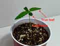 Cannabis seedling diagram showing the difference between true leaves and cotyledons