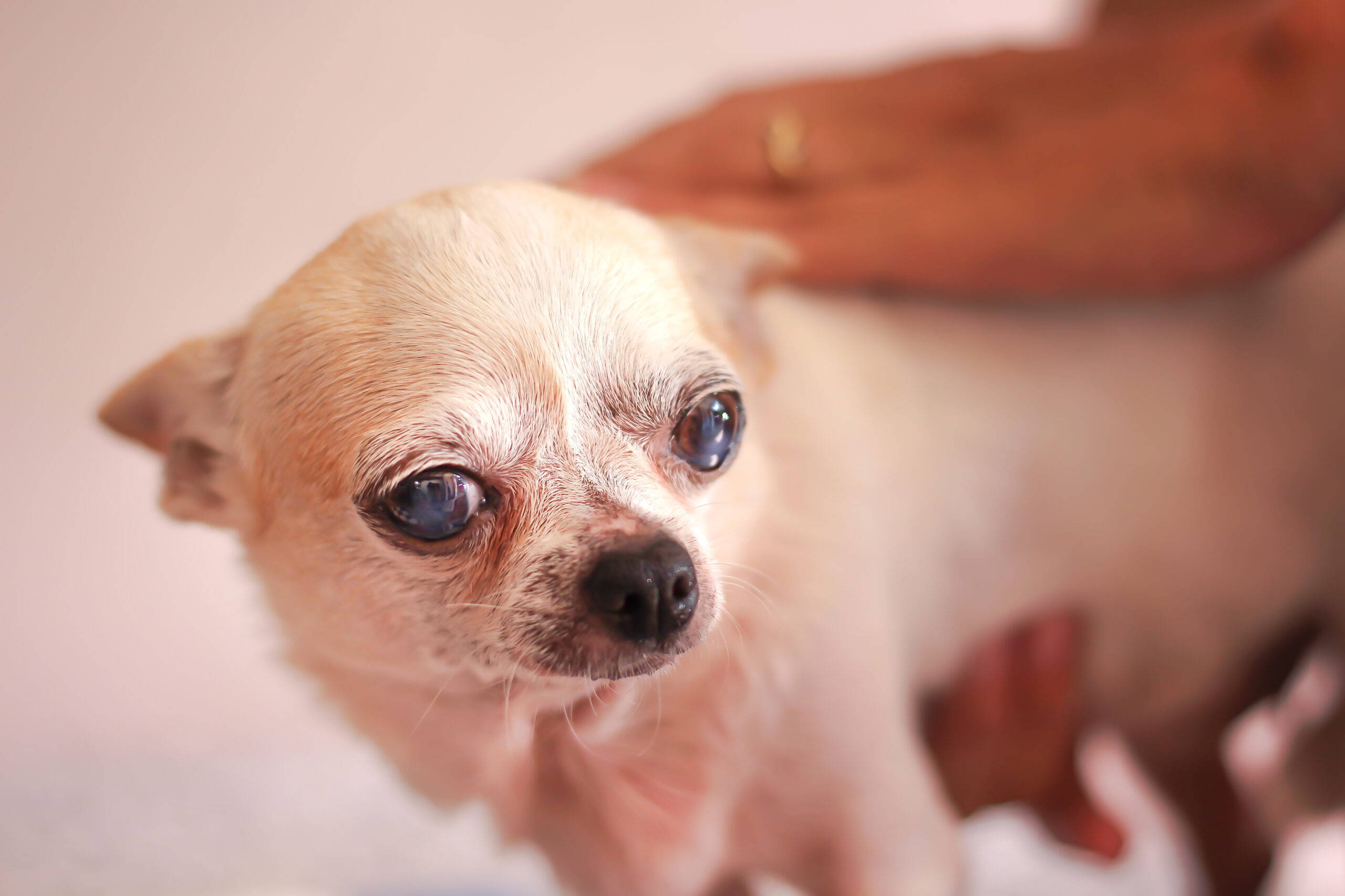 chihuahua suffering from glaucoma.jpg