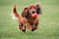 Happy dog bounding through the grass with an apple in his mouth