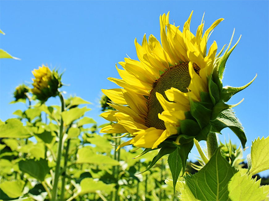  Göttingen
- sommer-sonnenblume