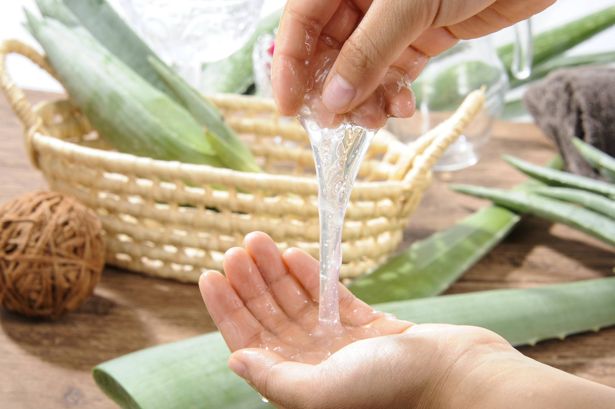 出雲産アロエベラ3kg – あろえん