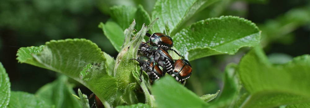 japanese beetle infestation