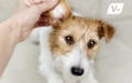 Pet parent inspecting for a dog ear yeast infection