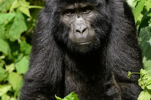 В гости к горным гориллам из Уганды